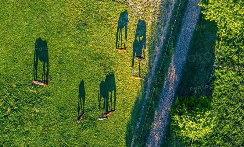 Aerial view, horses and feeding place on a green meadow, riding facility Stapelskotten, shapes and colours, Münster, Münsterland, North Rhine-Westphalia, Germany, Am Mooresch, DE, Europe, cows, aerial view, aerial photography, aerial photography, horses, shadow, overview, bird's eye view, meadows and fields, birds-eyes view, overview, shadow, long shadow, long shadow