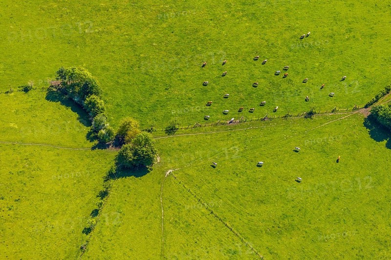 Aerial view, cows on green meadow, Münster, Münsterland, North Rhine-Westphalia, Germany, DE, Europe, shapes and colours, cows, aerial view, aerial photography, aerial photography, overview, bird's-eye view, birds-eyes view, overview