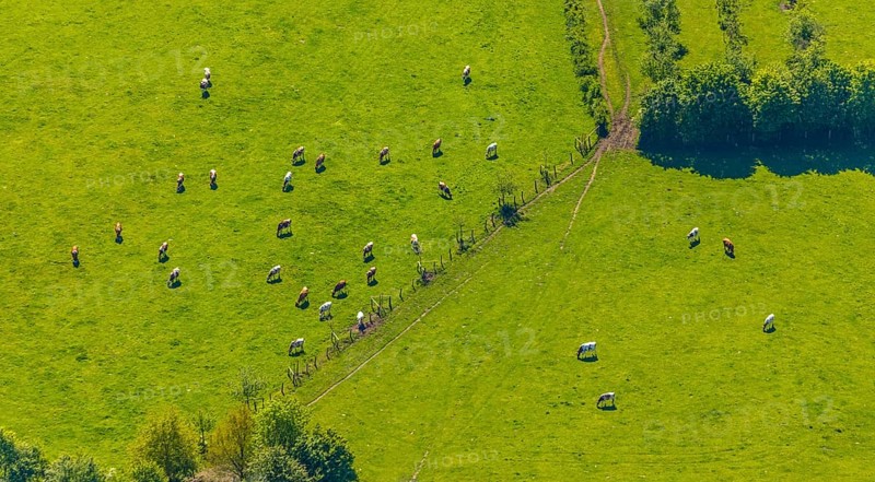 Aerial view, cows on green meadow, Münster, Münsterland, North Rhine-Westphalia, Germany, DE, Europe, shapes and colours, cows, aerial view, aerial photography, aerial photography, overview, bird's-eye view, birds-eyes view, overview
