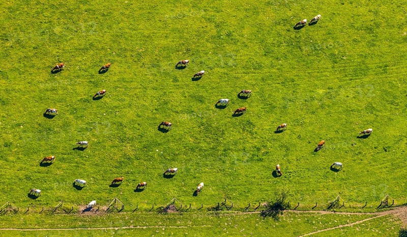 Aerial view, cows on green meadow, Münster, Münsterland, North Rhine-Westphalia, Germany, DE, Europe, shapes and colours, cows, aerial view, aerial photography, aerial photography, overview, bird's-eye view, birds-eyes view, overview
