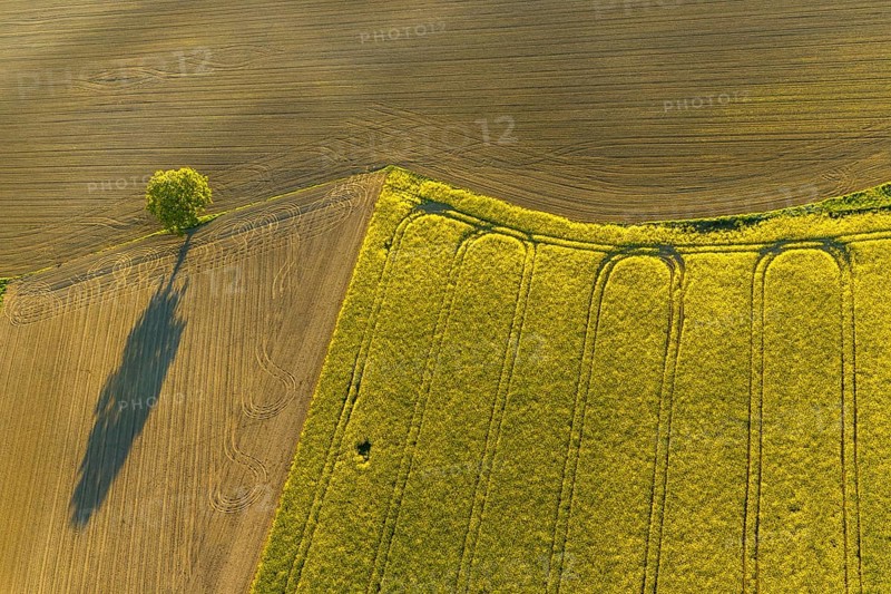 Aerial view, tree on field, shapes and colours, Telgte, Warendorf district, Münsterland, North Rhine-Westphalia, Germany, DE, Europe, aerial view, aerial photography, aerial photography, overview, bird's-eye view, meadows and fields, birds-eyes view, overview