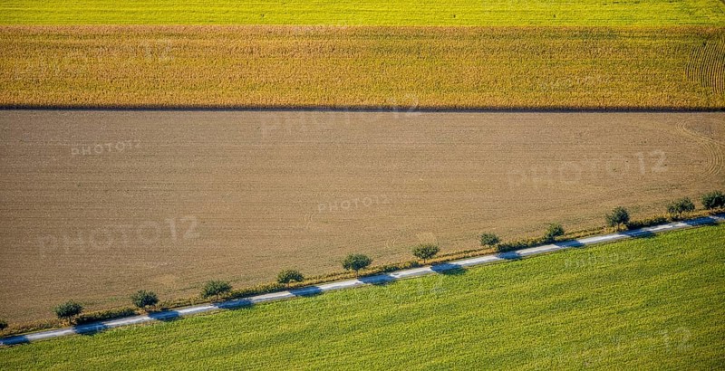 Aerial view, row of trees at the roadside, Krewinkel, Lippetal, Kreis Soest, North Rhine-Westphalia, Germany, row of trees, series of trees, DE, Europe, shapes and colours, Kreis-Soest-Buch, KreisSoestBuch, aerial view, aerial photography, aerial photography, shadow cast, overview, bird's-eye view, near Wiltroper Straße, overview