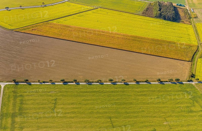Aerial view, row of trees at the roadside, Krewinkel, Lippetal, Kreis Soest, North Rhine-Westphalia, Germany, row of trees, series of trees, DE, Europe, shapes and colours, Kreis-Soest-Buch, KreisSoestBuch, aerial view, aerial photography, aerial photography, shadow cast, overview, bird's-eye view, near Wiltroper Straße, overview
