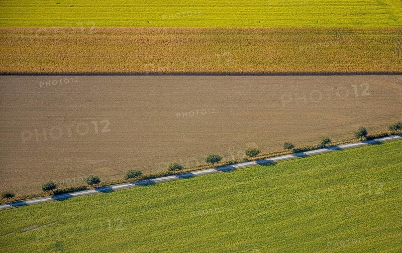 Aerial view, row of trees at the roadside, Krewinkel, Lippetal, Kreis Soest, North Rhine-Westphalia, Germany, row of trees, series of trees, DE, Europe, shapes and colours, Kreis-Soest-Buch, KreisSoestBuch, aerial view, aerial photography, aerial photography, shadow cast, overview, bird's-eye view, near Wiltroper Straße, overview