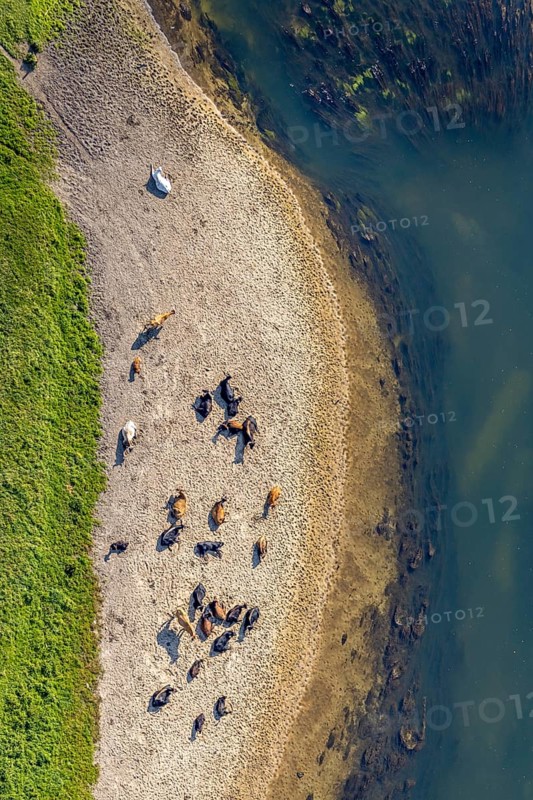 Aerial view, nature reserve Lippeaue, river Lippe, Benninghausen, Lippstadt, district Soest, North Rhine-Westphalia, Germany, Benninghauser Heide, DE, Europe, Göttinger Straße, district Soest-Buch, district Soest-Buch, cultural landscape, aerial view, aerial photography, aerial photography, NSG Lippeaue, nature conservation, nature reserve, sandbank, overview, riparian forestation, bird's-eye view, overview, resting cows