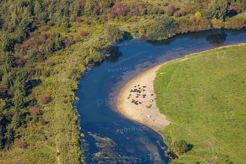 Aerial view, nature reserve Lippeaue, river Lippe, Benninghausen, Lippstadt, district Soest, North Rhine-Westphalia, Germany, Benninghauser Heide, DE, Europe, Göttinger Straße, district Soest-Buch, district Soest-Buch, cultural landscape, aerial view, aerial photography, aerial photography, NSG Lippeaue, nature conservation, nature reserve, sandbank, overview, riparian forestation, bird's-eye view, overview, resting cows
