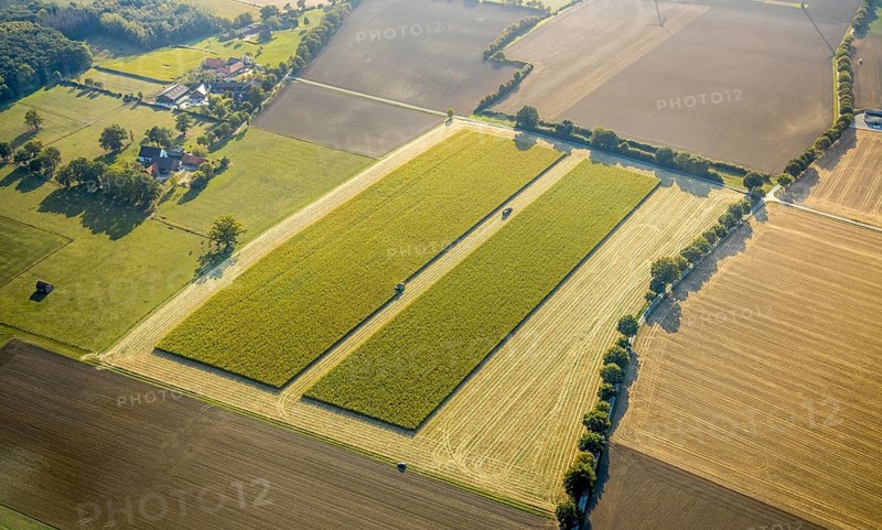 Aerial view, meadows and fields, harvest time, Herzfeld, Lippetal, Kreis Soest, North Rhine-Westphalia, Germany, row of trees at the roadside, DE, Europe, Kreis-Soest-Buch, KreisSoestBuch, aerial view, aerial photography, aerial photography, shadow casting, tractor, overview, bird's-eye view, overview