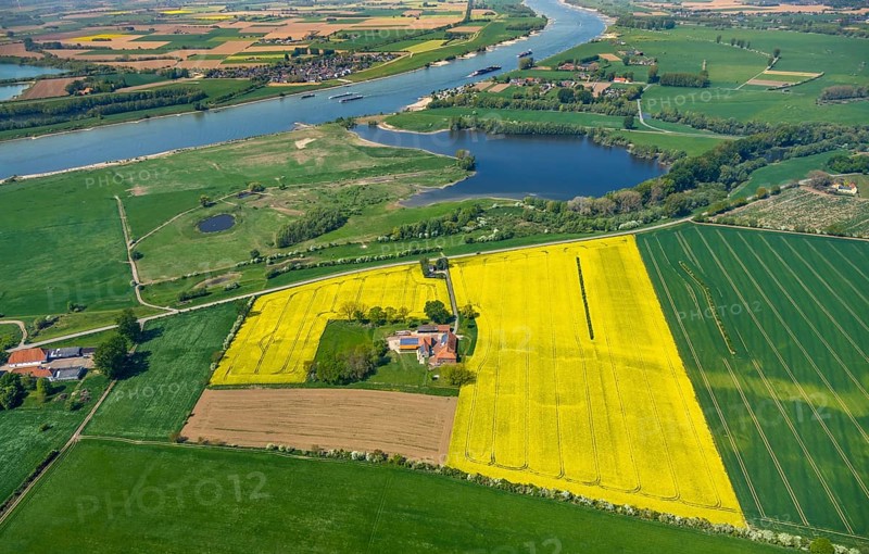 Aerial view, river Rhine, farmstead in rape field, Reeserward, lake in nature reserve Grietherorter Altrhein, Rees, Lower Rhine, North Rhine-Westphalia, Germany, farm, DE, Europe, shapes and colours, yellow rape field, agricultural fields, aerial view, aerial photography, aerial photography, nature conservation, nature reserve, shipping, overview, bird's eye view, birds-eyes view, overview