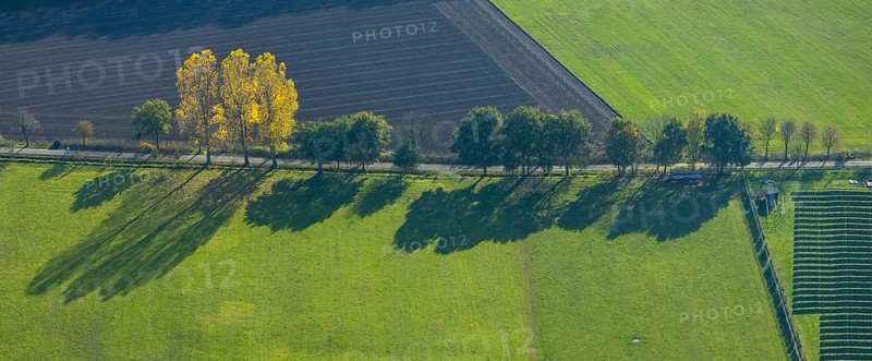 Aerial view, tree avenue, meadows and fields, Schermbeck, Ruhr area, North Rhine-Westphalia, Germany, DE, Europe, autumn colours, aerial view, aerial photography, aerial photography, shadow casting, overview, bird's eye view, birds-eyes view, overview