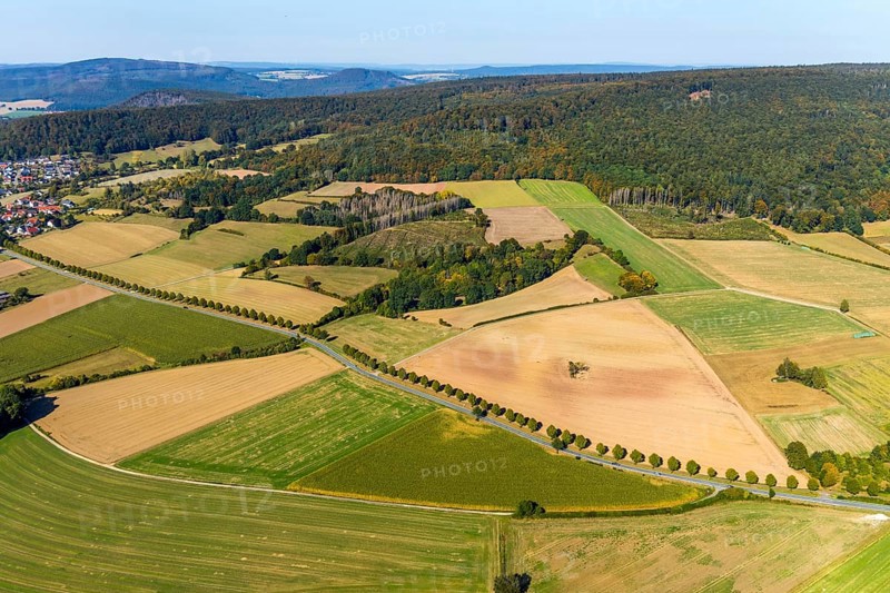Aerial view, tree row at the roadside, Schieder-Schwalenberg, OWL, Ostwestfalen-Lippe, East Westphalia, North Rhine-Westphalia, Germany, tree, tree in the field, tree avenue, tree row, tree series, DE, Europe, distant view, country road L886, aerial view, aerial photography, aerial photography, OWL book, OWL book, overview, bird's-eye view, meadows and fields, birds-eyes view, overview