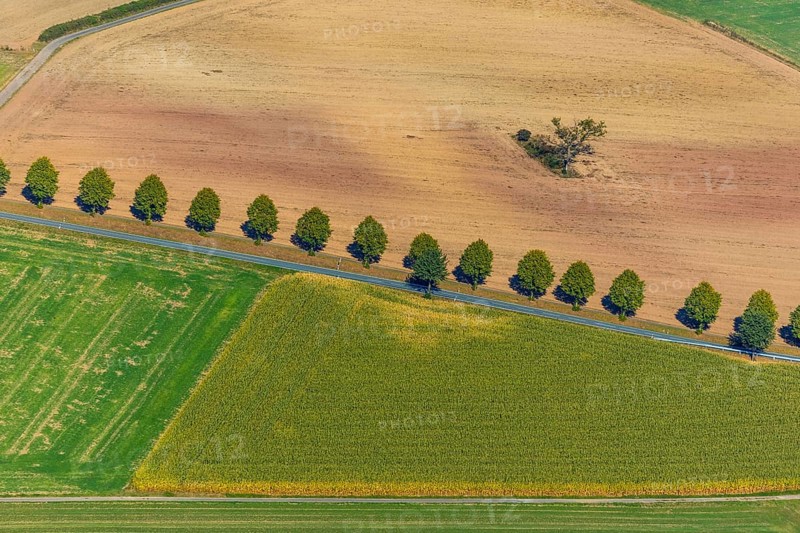 Aerial view, tree row at the roadside, Schieder-Schwalenberg, OWL, Ostwestfalen-Lippe, East Westphalia, North Rhine-Westphalia, Germany, tree, tree in the field, tree avenue, tree row, tree series, DE, Europe, country road L886, aerial view, aerial photography, aerial photography, OWL book, OWL book, overview, bird's-eye view, meadows and fields, birds-eyes view, overview