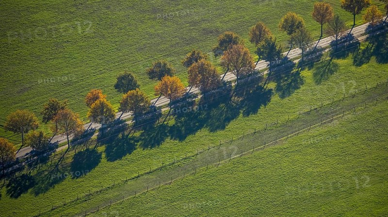 Aerial view, row of trees on a country road, Steinbrückenstraße, Moers-Hülsdonk, Mörs, Ruhr area, North Rhine-Westphalia, Germany, tree avenue, DE, Europe, aerial view, aerial photography, aerial photography, shadow casting, overview, bird's-eye view, meadows and fields, birds-eyes view, overview