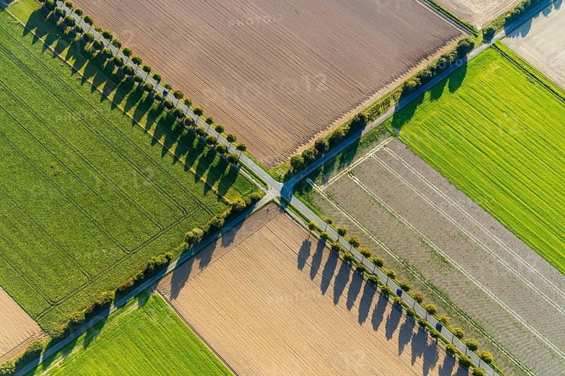 Aerial view, tree row with shadow, crossroads, Gehlenbeck, Lübbecke, Ostwestfalen-Lippe, OWL, North Rhine-Westphalia, Germany, tree avenue, tree row, tree row at the roadside, tree series, DE, Europe, Isenstedter Straße, Kreisbahnstraße, intersection, aerial photograph, aerial photography, aerial photography, OWL book, OWL book, East Westphalia, overview, bird's-eye view, meadows and fields, birds-eyes view, overview