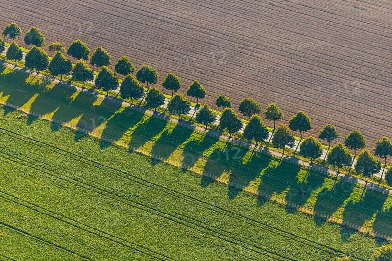 Aerial view, row of trees with shadows, Gehlenbeck, Lübbecke, Ostwestfalen-Lippe, OWL, North Rhine-Westphalia, Germany, tree avenue, tree row, tree row at the roadside, tree series, DE, Europe, circular railway road, aerial view, aerial photography, aerial photography, OWL book, OWL book, East Westphalia, overview, bird's-eye view, meadows and fields, birds-eyes view, overview