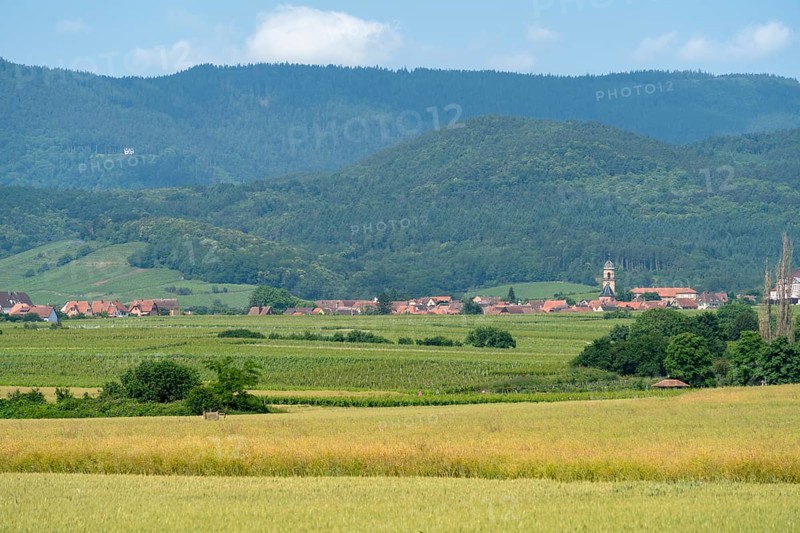 Scenery in the Alsace region of france including some vineyards and a small village at summer time