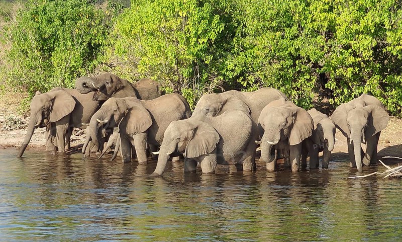 Riparian scenery showing a herd of elephants in Botswana