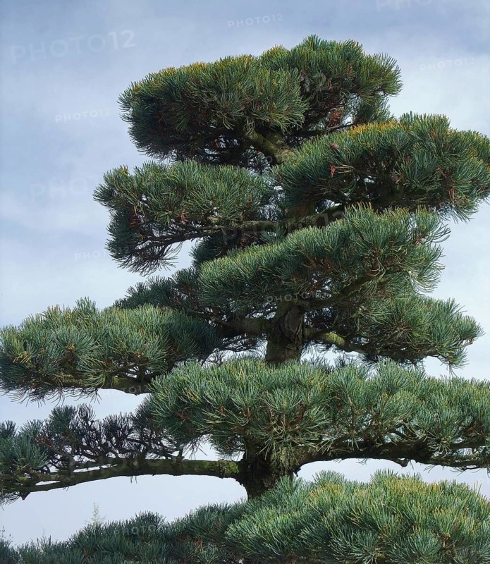 Outdoor detail of a big conifer Bonsai plant