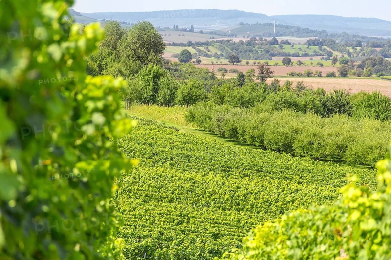 Sunny winegrowing scenery in Hohenlohe, a area in Southern Germany at late summer time