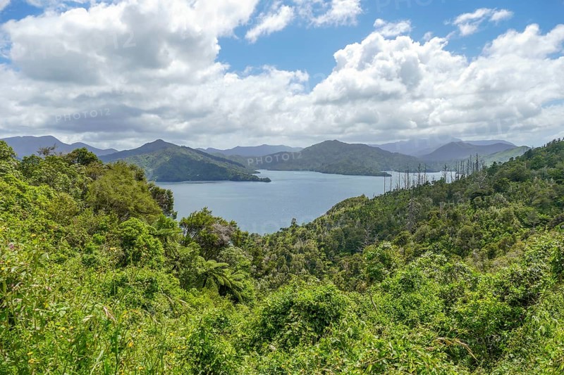 Scenery around the Cullen Point Lookout in the Marlborough Region of New Zealand