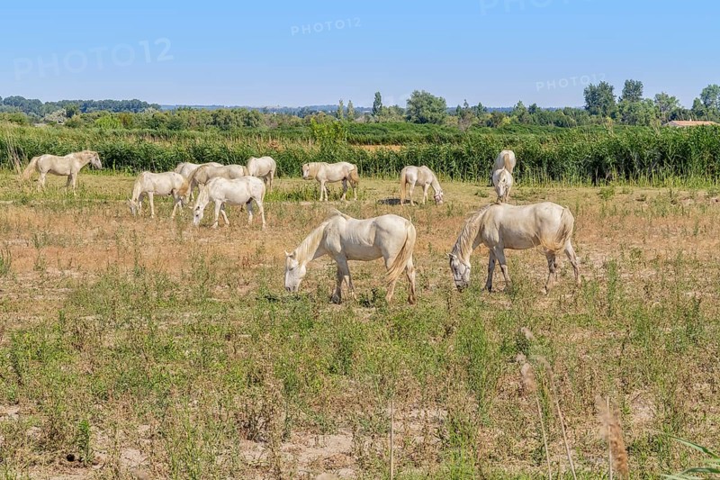 Some Camargue horses seen in in the Camargue, a area in Southern France