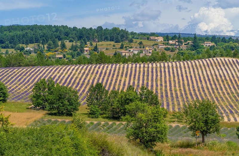 Lavender field near Mont Ventoux, a mountain in the Provence region of southern France