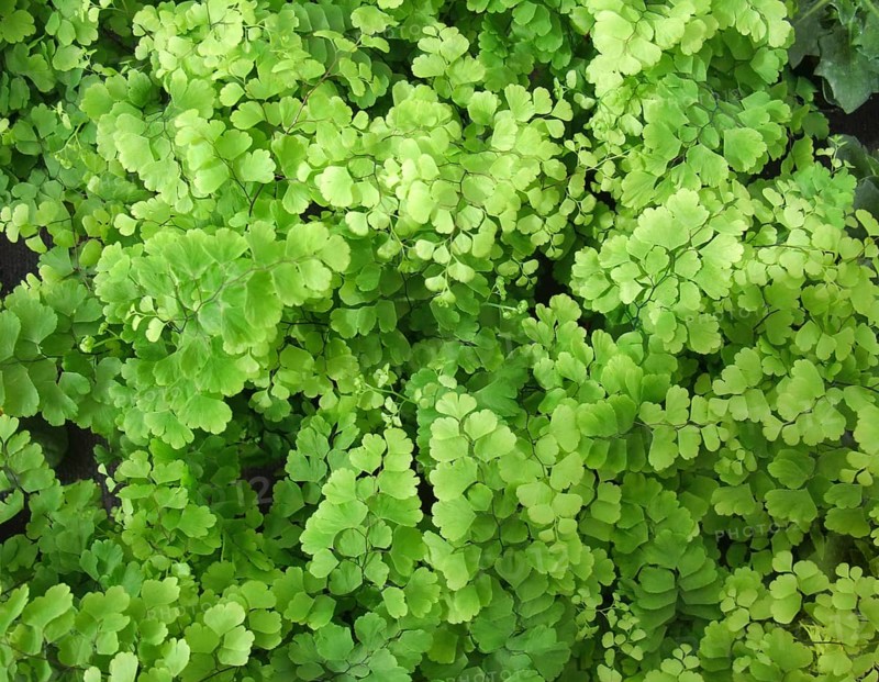 Full frame maidenhair fern background