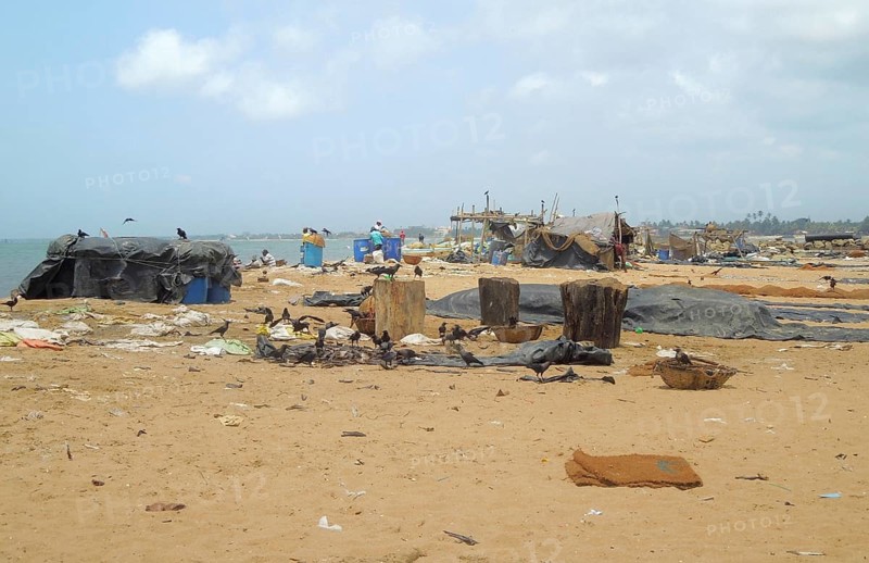 Detail of a fish market at the beach with lots of fishes, remains and birds seen in Sri Lanka