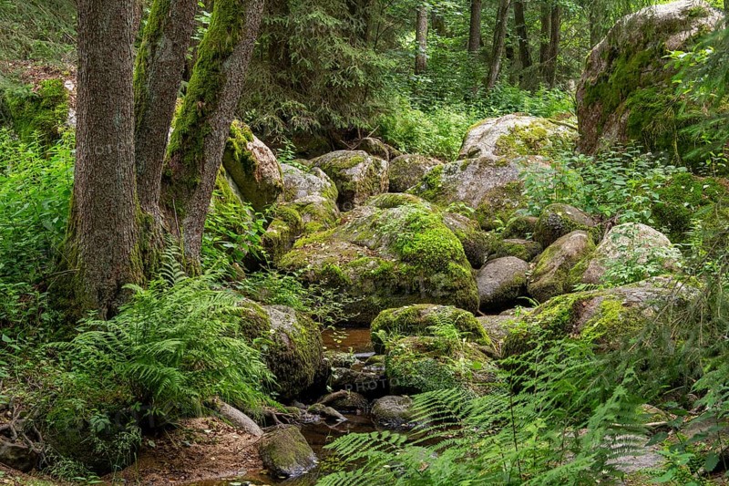 Impression at the idyllic nature reserve named Hoelle in the Bavarian Forestin Southern Germany at summer time