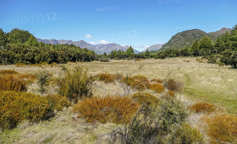 Scenery around the Mount Crichton Loop Track in Otago in New Zealand
