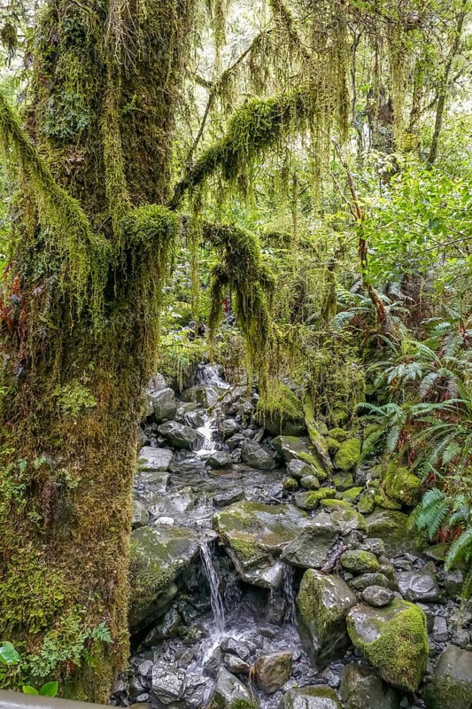 Dense Vegetation scenery around Lake Gunn in New Zealand
