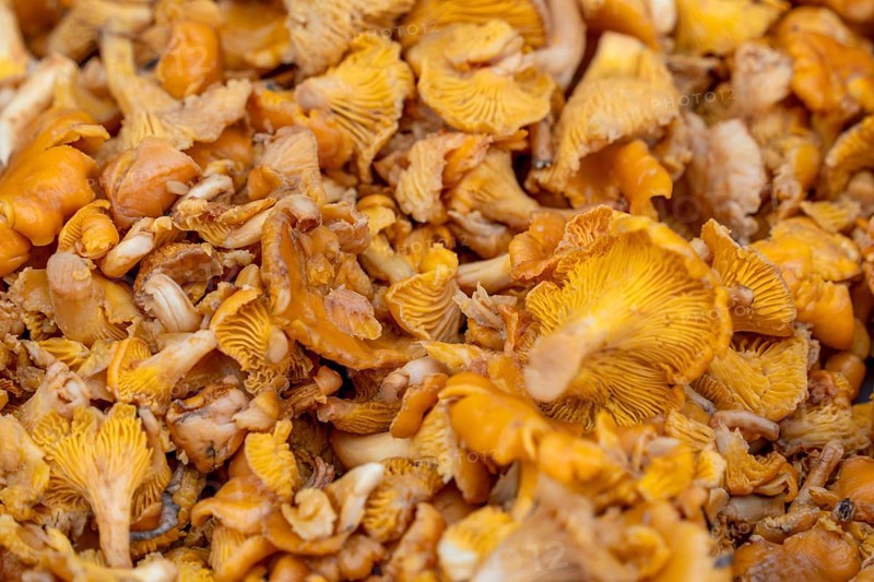 Full frame closeup shot showing lots of golden chanterelle mushrooms