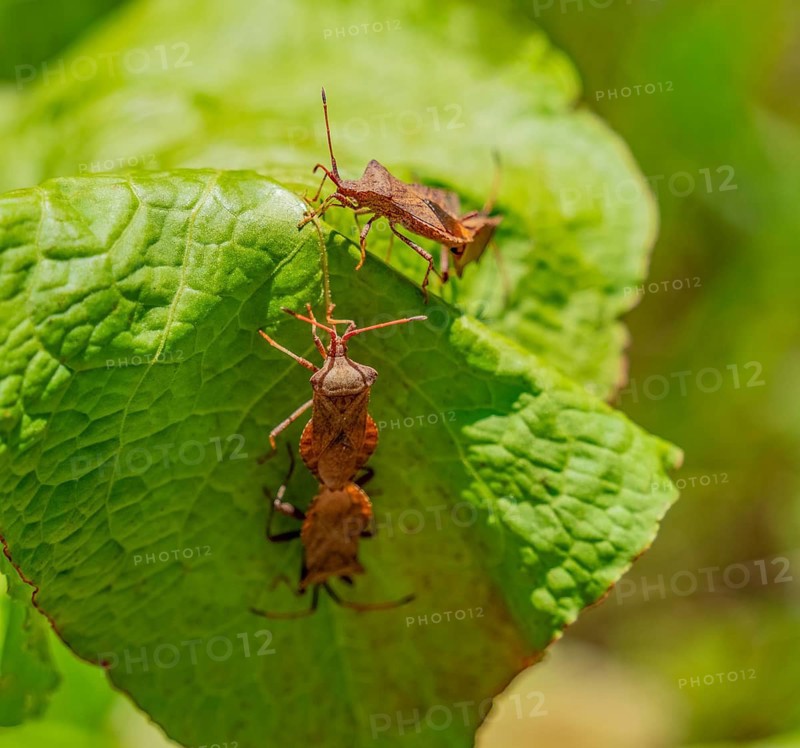 Some mating dock bugs on a green leaf in sunny ambiance