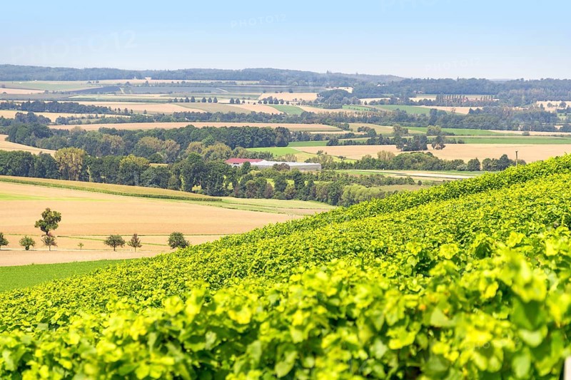 Sunny winegrowing scenery in Hohenlohe, a area in Southern Germany at late summer time