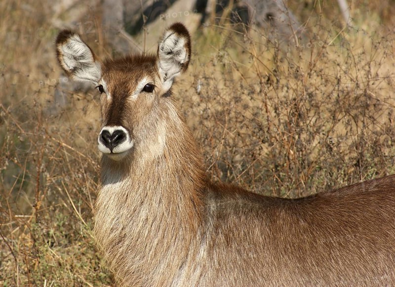 Waterbuck portrait in savanna ambiance in South Africa