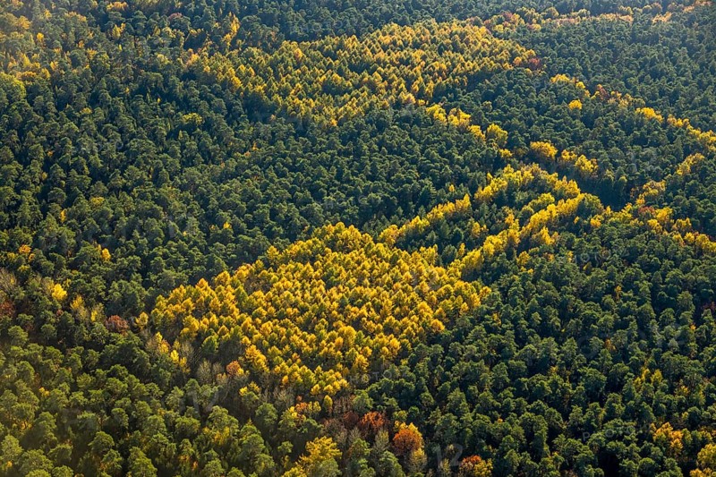 Aerial view, forest area, planned wind turbines, Bergbossendorf, Haltern am See, Ruhr area, North Rhine-Westphalia, Germany, DE, Europe, autumn colours, aerial view, aerial photography, aerial photography, mixed forest, overview, bird's-eye view, WEA, forest, forest dieback, wind energy, wind turbine, wind power, wind turbine, wind turbines, birds-eyes view, overview, autumn, autumn leaves, golden October, autumnal