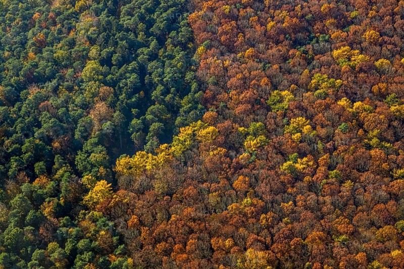 Aerial view, forest area, planned wind turbines, Bergbossendorf, Haltern am See, Ruhr area, North Rhine-Westphalia, Germany, DE, Europe, autumn colours, aerial view, aerial photography, aerial photography, mixed forest, overview, bird's-eye view, WEA, forest, forest dieback, wind energy, wind turbine, wind power, wind turbine, wind turbines, birds-eyes view, overview, autumn, autumn leaves, golden October, autumnal