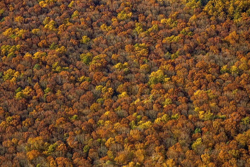 Aerial view, forest area, planned wind turbines, Bergbossendorf, Haltern am See, Ruhr area, North Rhine-Westphalia, Germany, DE, Europe, autumn colours, aerial view, aerial photography, aerial photography, mixed forest, overview, bird's-eye view, WEA, forest, forest dieback, wind energy, wind turbine, wind power, wind turbine, wind turbines, birds-eyes view, overview, autumn, autumn leaves, golden October, autumnal