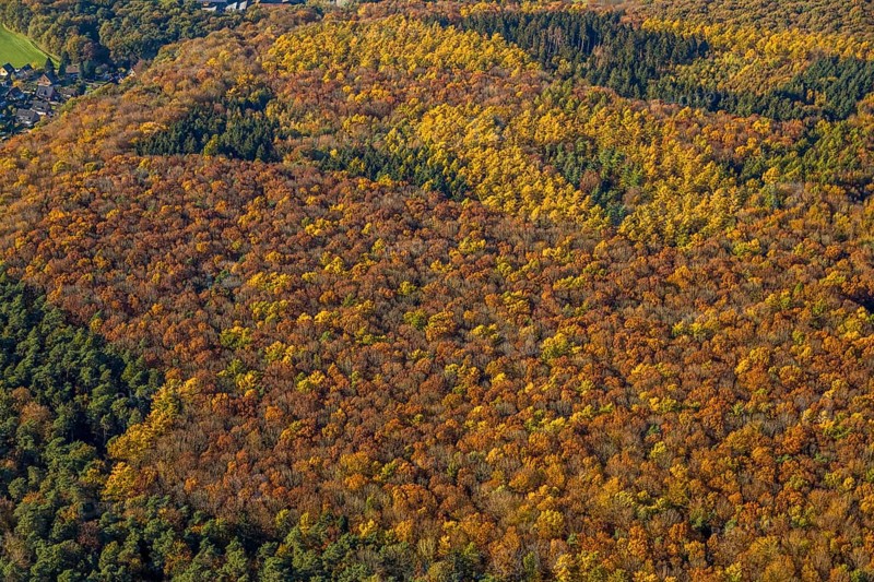 Aerial view, forest area, planned wind turbines, Bergbossendorf, Haltern am See, Ruhr area, North Rhine-Westphalia, Germany, DE, Europe, autumn colours, aerial view, aerial photography, aerial photography, mixed forest, overview, bird's-eye view, WEA, forest, forest dieback, wind energy, wind turbine, wind power, wind turbine, wind turbines, birds-eyes view, overview, autumn, autumn leaves, golden October, autumnal