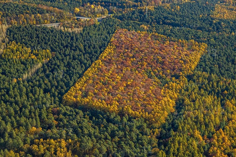 Aerial photo, forest area, planned wind turbines, A43 motorway, Bergbossendorf, Haltern am See, Ruhr area, North Rhine-Westphalia, Germany
