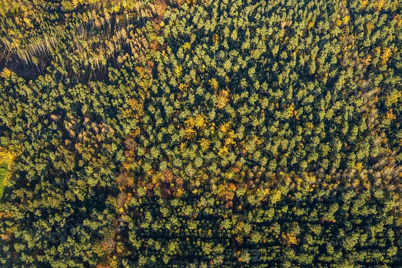 Aerial view, forest area, planned wind turbines, Bergbossendorf, Haltern am See, Ruhr area, North Rhine-Westphalia, Germany, DE, Europe, autumn colours, aerial view, aerial photography, aerial photography, mixed forest, overview, bird's-eye view, WEA, forest, forest dieback, wind energy, wind turbine, wind power, wind turbine, wind turbines, birds-eyes view, overview, autumn, autumn leaves, golden October, autumnal