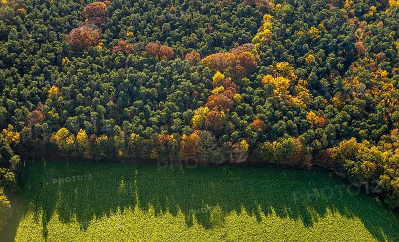 Aerial view, forest area, planned wind turbines, Bergbossendorf, Haltern am See, Ruhr area, North Rhine-Westphalia, Germany, DE, Europe, autumn colours, aerial view, aerial photography, aerial photography, mixed forest, overview, bird's-eye view, WEA, forest, forest dieback, wind energy, wind turbine, wind power, wind turbine, wind turbines, birds-eyes view, overview, autumn, autumn leaves, golden October, autumnal