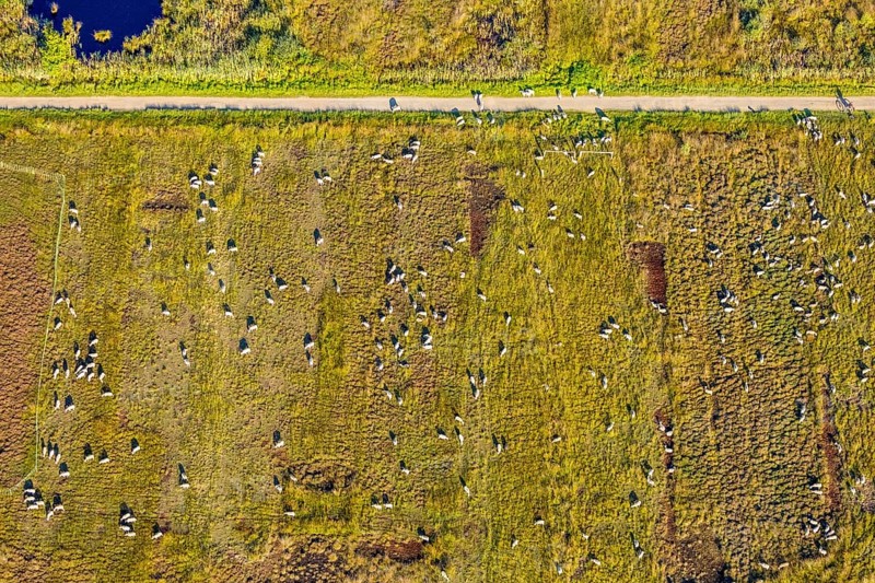 Aerial photograph, Großes Torfmoor, Gehlenbeck, sheep, flock of sheep, Hille, Lübbecke, Ostwestfalen-Lippe, OWL, North Rhine-Westphalia, Germany, DE, Europe, Hiller Moor, raised bog, aerial photograph, aerial photography, aerial photography, moor, nature reserve Großes Torfmoor, Nettelstedter Moor, OWL book, OWLBuch, Ostwestfalenbuch, Torfmoor Lübbecke, overview, bird's-eye view, birds-eyes view, overview