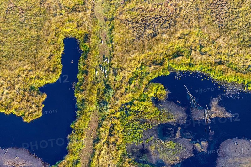 Aerial photo, Großes Torfmoor, Gehlenbeck, Hille, Lübbecke, Ostwestfalen-Lippe, OWL, North Rhine-Westphalia, Germany, DE, Europe, Hiller Moor, raised bog, aerial photo, aerial photography, aerial photography, moor, nature reserve Großes Torfmoor, Nettelstedter Moor, OWL book, OWL book, Ostwestfalen book, Torfmoor Lübbecke, overview, bird's eye view, birds-eyes view, overview