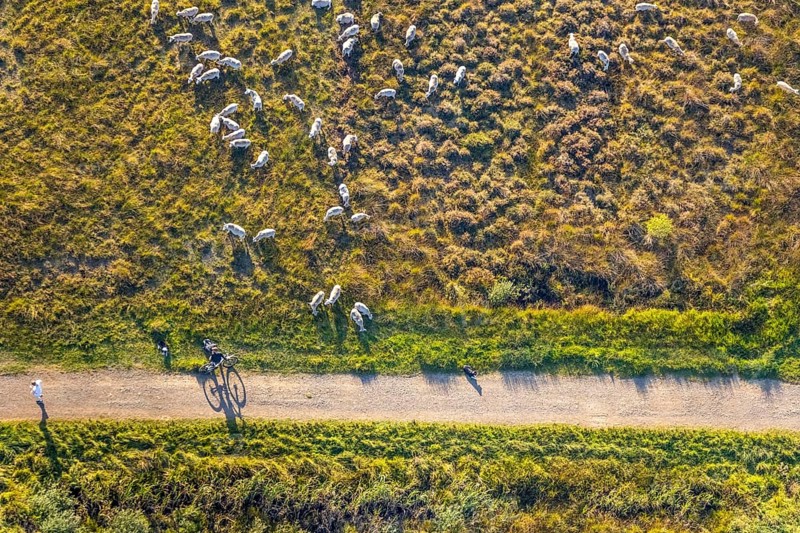 Aerial photograph, Großes Torfmoor, Gehlenbeck, sheep, flock of sheep, Hille, Lübbecke, Ostwestfalen-Lippe, OWL, North Rhine-Westphalia, Germany, DE, Europe, Hiller Moor, raised bog, aerial photograph, aerial photography, aerial photography, moor, nature reserve Großes Torfmoor, Nettelstedter Moor, OWL book, OWLBuch, Ostwestfalenbuch, Torfmoor Lübbecke, overview, bird's-eye view, birds-eyes view, overview