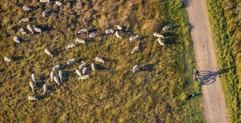 Aerial photograph, Großes Torfmoor, Gehlenbeck, sheep, flock of sheep, Hille, Lübbecke, Ostwestfalen-Lippe, OWL, North Rhine-Westphalia, Germany, DE, Europe, Hiller Moor, raised bog, aerial photograph, aerial photography, aerial photography, moor, nature reserve Großes Torfmoor, Nettelstedter Moor, OWL book, OWLBuch, Ostwestfalenbuch, Torfmoor Lübbecke, overview, bird's-eye view, birds-eyes view, overview