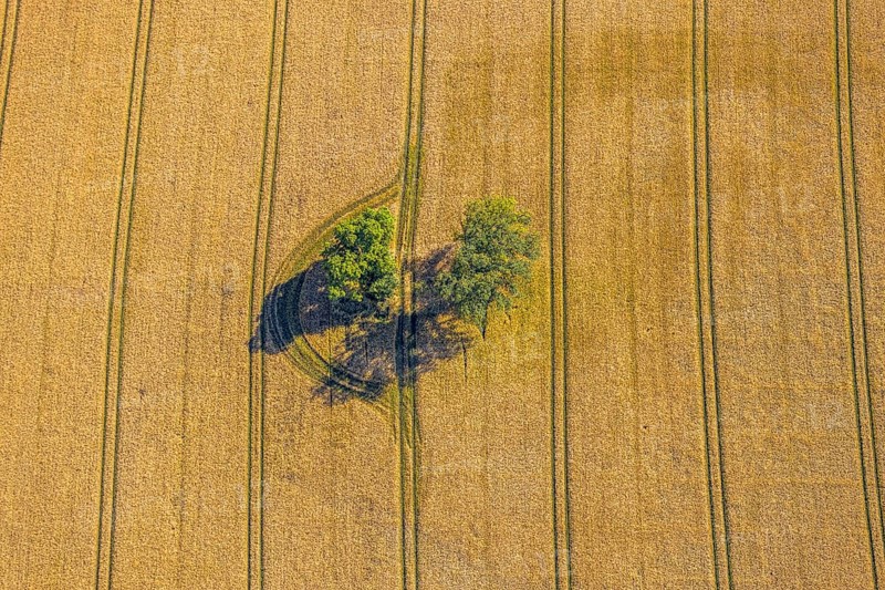 Aerial view, forest patch in a field, tractor tracks, graphic lines, grain field with trees, Hamm, Ruhr area, North Rhine-Westphalia, Germany, DE, Europe, birds-eyes view, aerial view, aerial photography, aerial photography, overview, bird's eye view