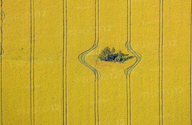 Aerial view, forest patch in a field, tractor tracks, graphic lines, grain field with trees, Hamm, Ruhr area, North Rhine-Westphalia, Germany, DE, Europe, birds-eyes view, aerial view, aerial photography, aerial photography, overview, bird's eye view