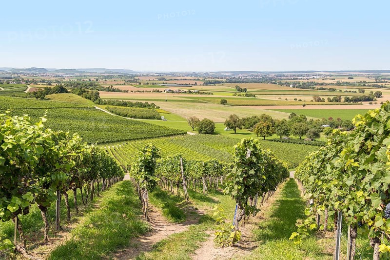 Sunny winegrowing scenery in Hohenlohe, a area in Southern Germany at late summer time