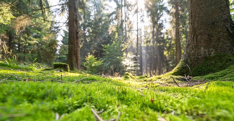 Sunny illuminated low angle forest scenery with moss and ground cover vegetation