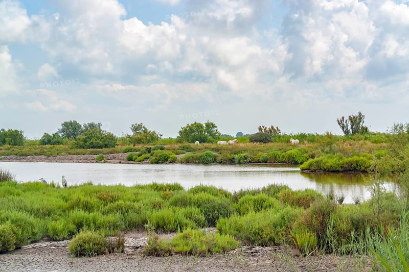 Scenery around the Regional Nature Park of the Camargue in Southern France